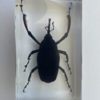 Embedded Specimen of a Bamboo Weevil