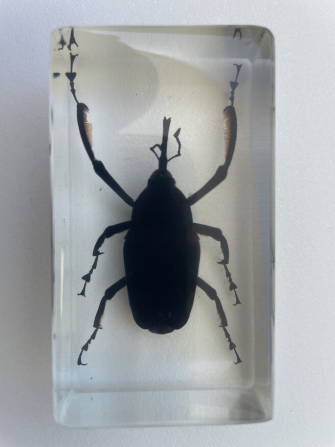 Embedded Specimen of a Bamboo Weevil
