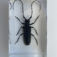 Embedded specimen of a Long Horned Beetle