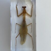 Embedded specimen of a Mantis