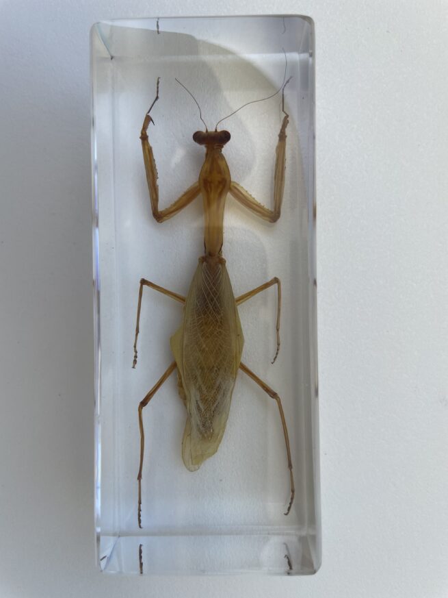 Embedded specimen of a Mantis