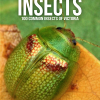 my first checklist of insects