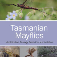 tasmanian mayflies