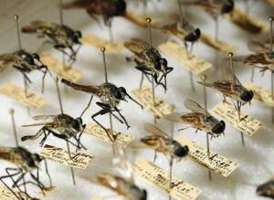 Pinned insect collection with labels for scientific study.