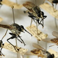 Pinned insect collection with labels for scientific study.
