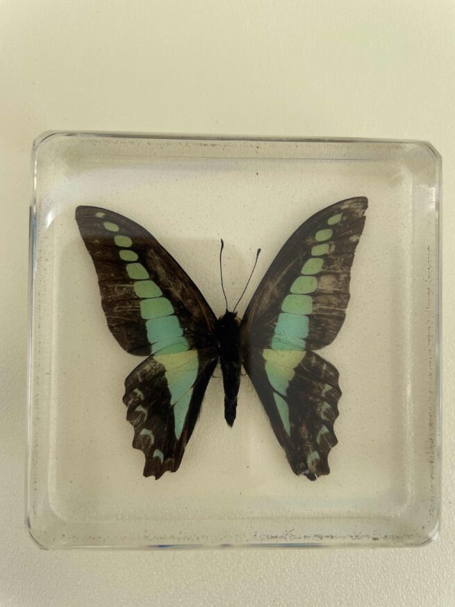 Preserved butterfly specimen with blue-green wings.